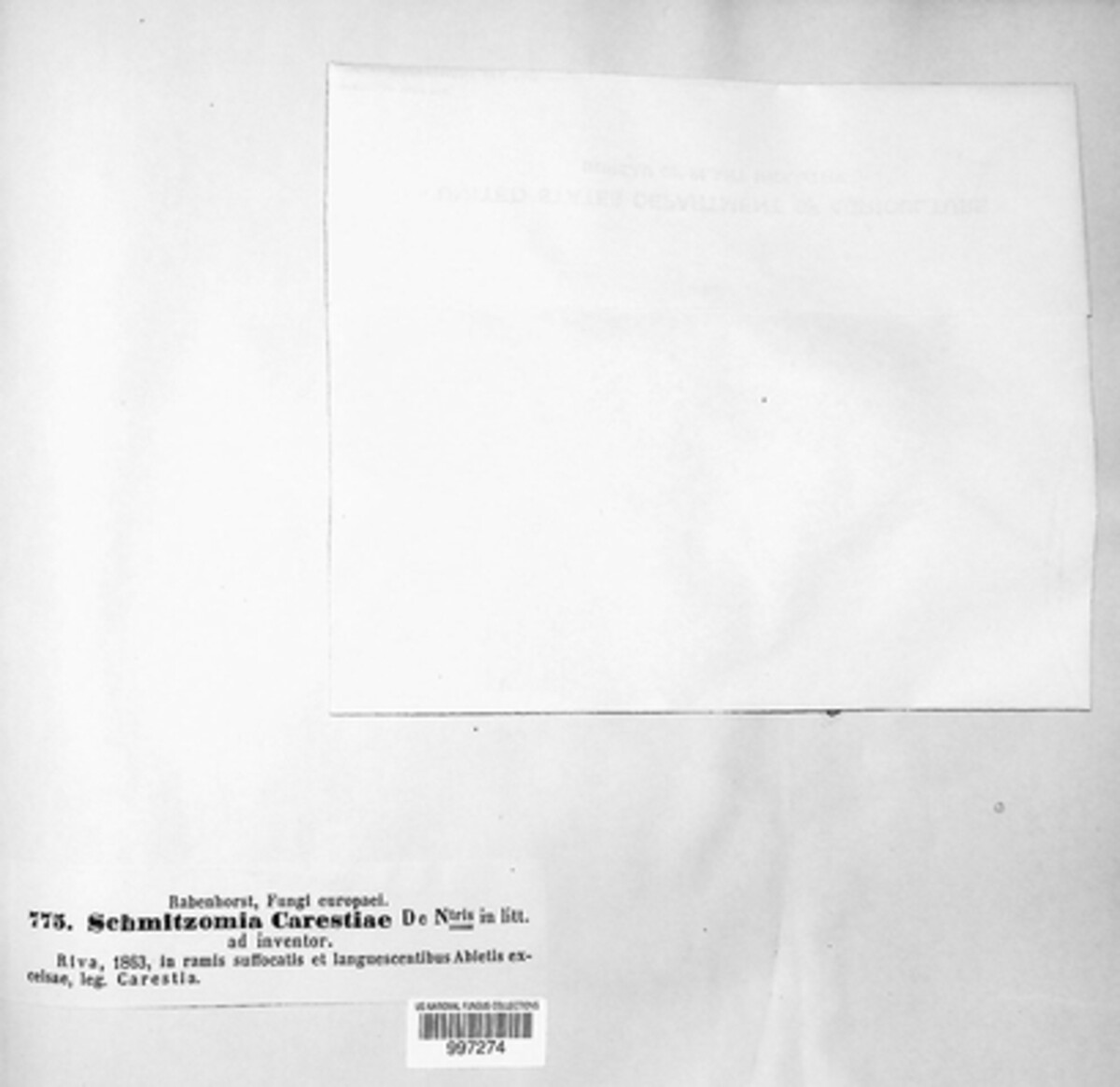 Schmitzomia carestiae image